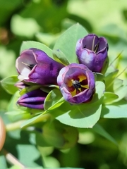 Cerinthe glabra
