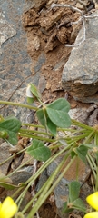 Oxalis