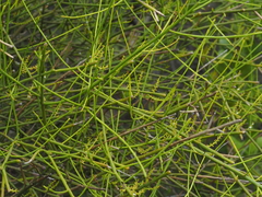 Leptomeria acida