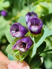 Cerinthe glabra