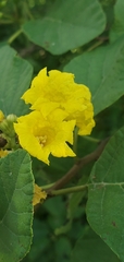 Cordia lutea