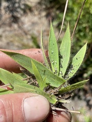 Dichanthelium strigosum strigosum