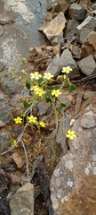 Oxalis