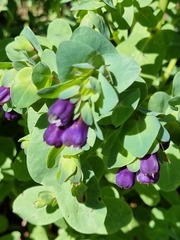 Cerinthe glabra