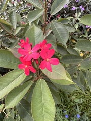 Jatropha integerrima