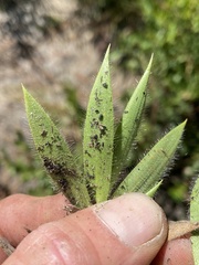 Dichanthelium strigosum strigosum