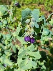 Cerinthe glabra