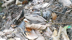 Chalcorana chalconota