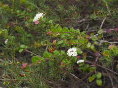 Platysace lanceolata