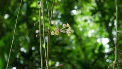 Hoya