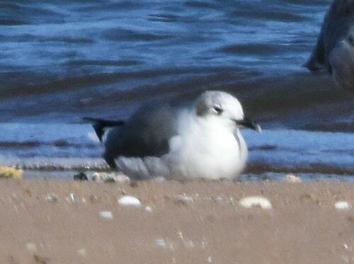Laughing Gull photographed in Connecticut