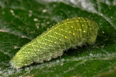 Iphiclides podalirius
