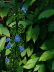 Salvia languidula