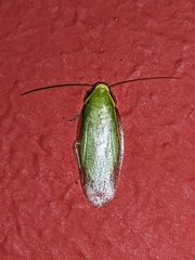 Panchlora nivea