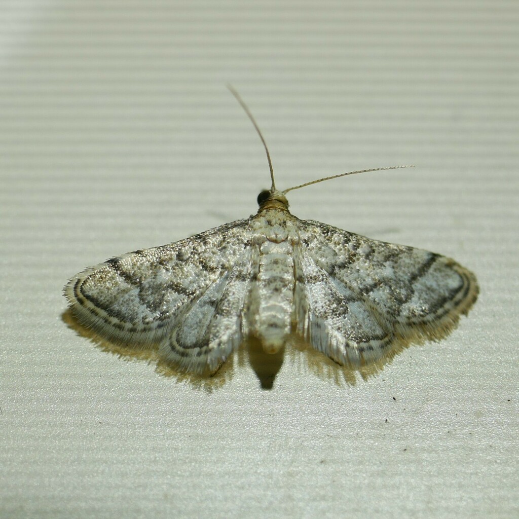 Metasia acharis