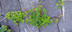 Oxalis corniculata
