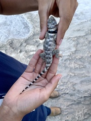 Sceloporus poinsettii
