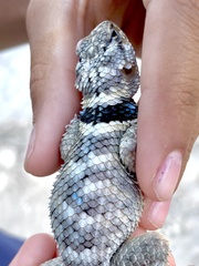 Sceloporus poinsettii