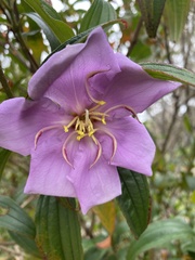 Melastoma