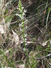 Stackhousia aspericocca