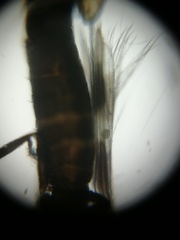 Aeolothrips