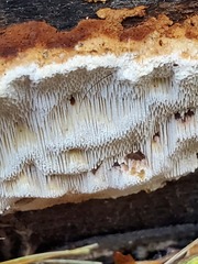 Neoantrodia serialis