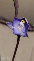 Thelymitra