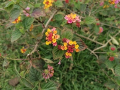 Lantana horrida