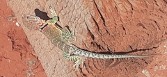 Crotaphytus collaris