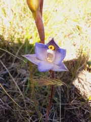 Thelymitra