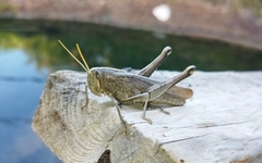 Schistocerca camerata