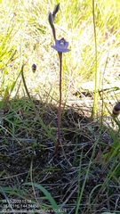 Thelymitra