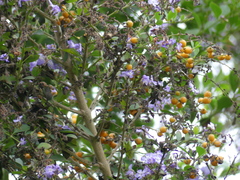 Duranta