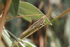 Paropomala pallida