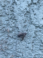 Melanophila consputa