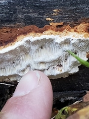 Neoantrodia serialis