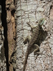 Tropidurus