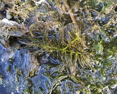 Ceratophyllum submersum