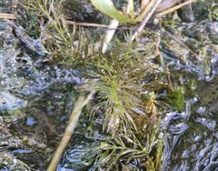 Ceratophyllum submersum