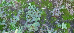 Oxalis corniculata