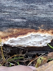 Neoantrodia serialis