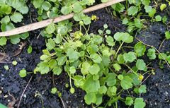 Halerpestes sarmentosa