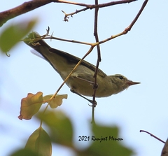 Phylloscopus nitidus
