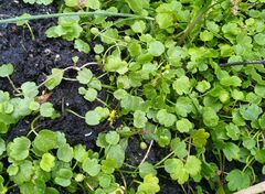 Halerpestes sarmentosa