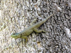Tropidurus