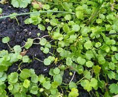 Halerpestes sarmentosa