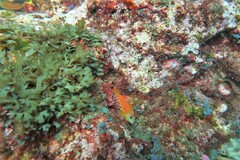 Notoclinops yaldwyni