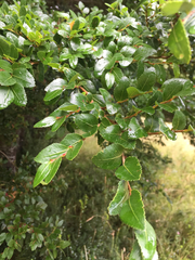 Nothofagus dombeyi