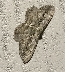 Cymatophora approximaria