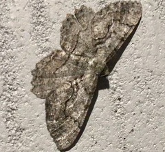 Cymatophora approximaria